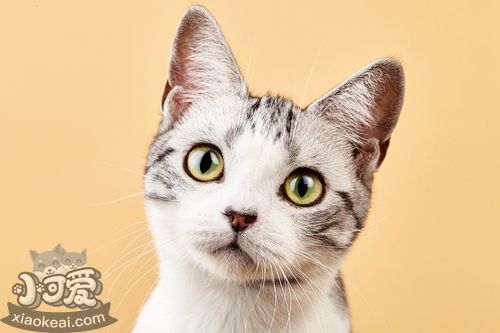 猫的类型及其相处方式 不同类型的猫相处方式也不一样4