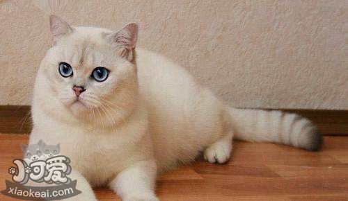 重点色短毛猫怎么洗澡 重点色短毛猫洗澡注意事项