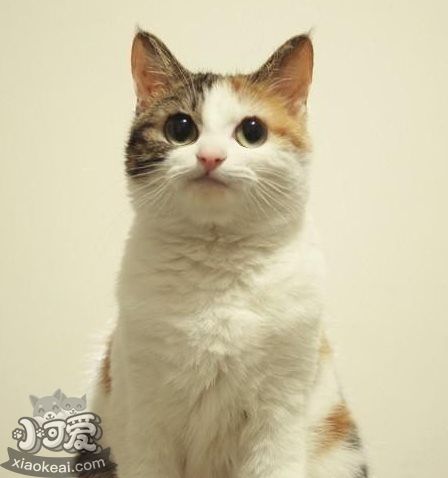 猫咪性格怎么判断 根据猫咪毛色判断性格6