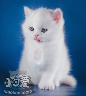 猫咪性格怎么判断 根据猫咪毛色判断性格2