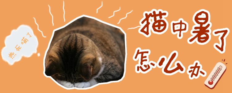猫中暑了怎么办