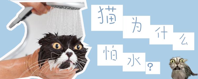 猫为什么怕水