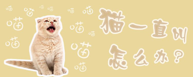 猫一直叫怎么办