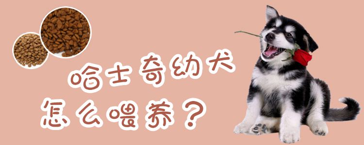 哈士奇幼犬怎么养