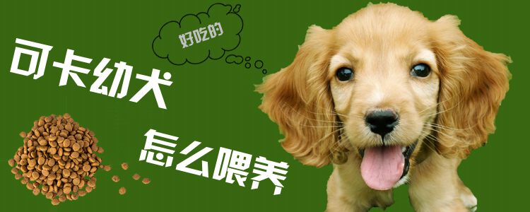 可卡幼犬怎么喂养