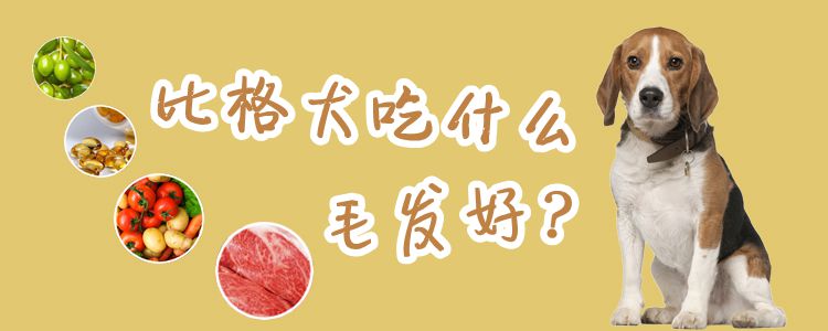 比格犬吃什么毛发好