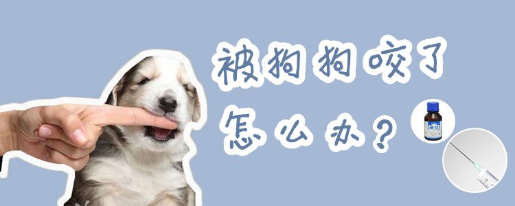 被狗狗咬了怎么办