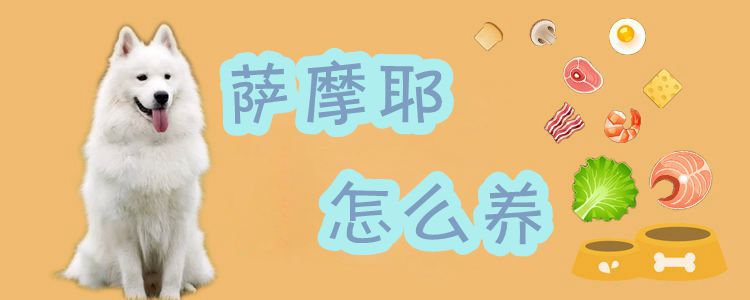 萨摩耶怎么养