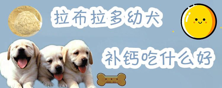 拉布拉多幼犬补钙吃什么好