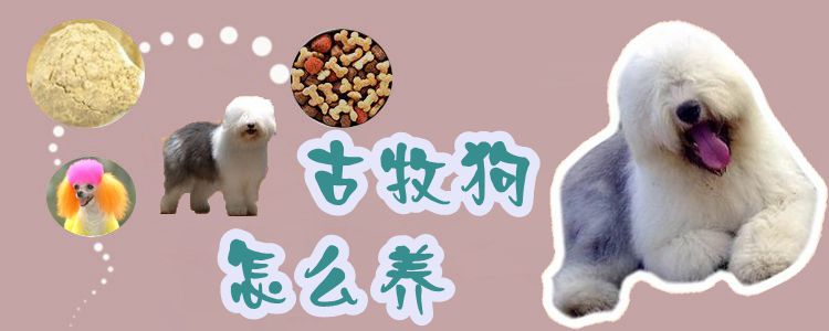 古牧狗怎么养