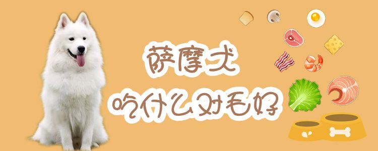 萨摩犬吃什么对毛好 