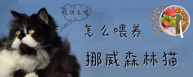 怎么喂养挪威森林猫