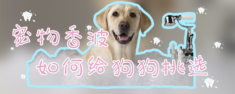 宠物香波如何给狗狗挑选