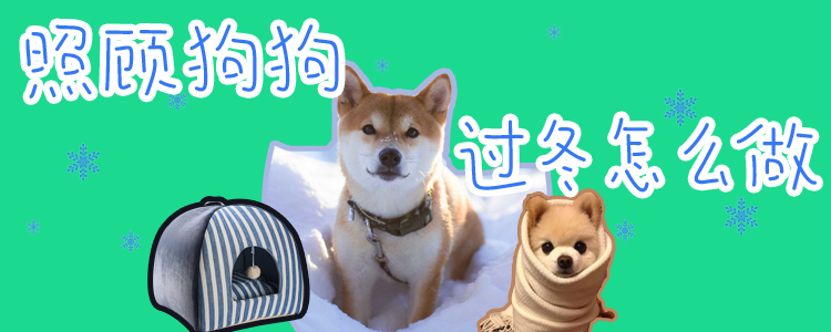 照顾狗狗过冬怎么做