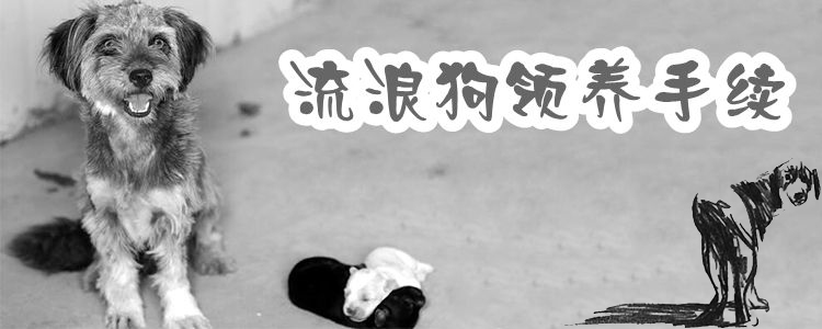 流浪狗领养手续