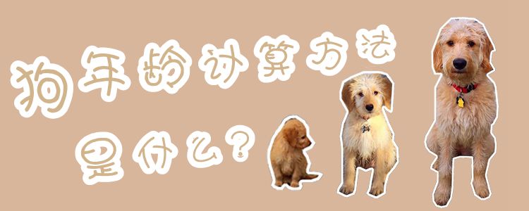 狗年龄计算方法是什么