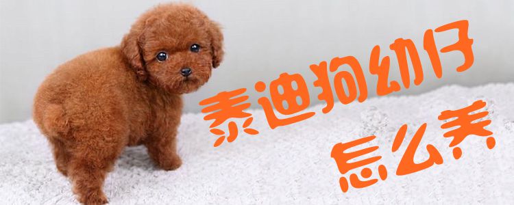 泰迪狗幼仔怎么养1
