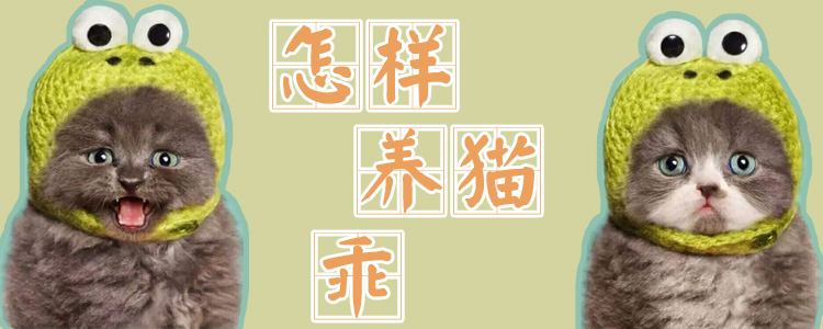 怎样养猫乖