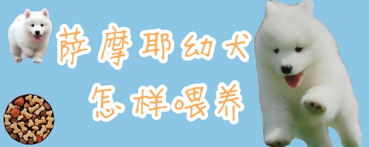 萨摩耶幼犬怎样喂养1