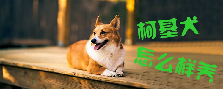 柯基犬怎么样养1