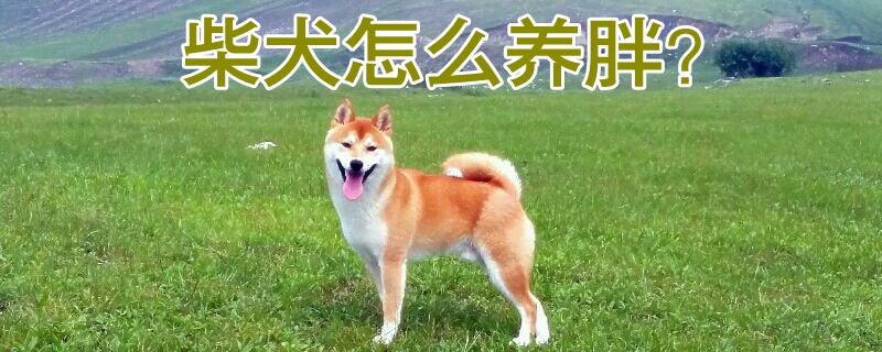 柴犬怎么养胖