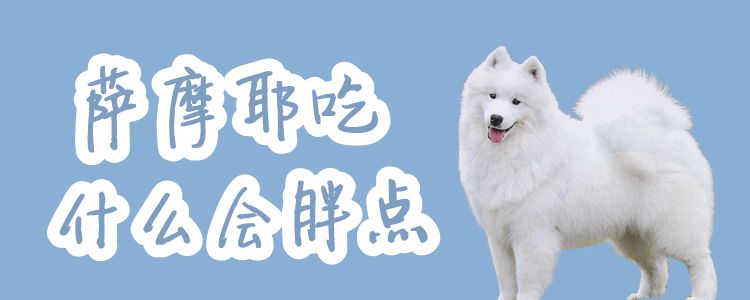 萨摩耶吃什么会胖点