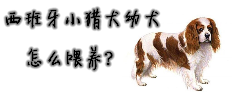 西班牙小猎犬幼犬怎么喂养