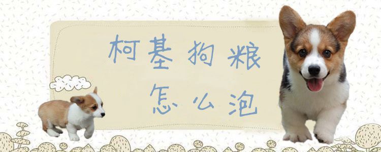 柯基狗粮怎么泡