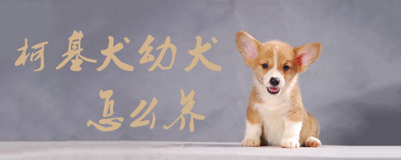 柯基犬幼犬怎么养1
