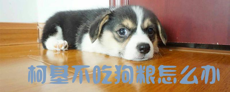 柯基不吃狗粮怎么办1