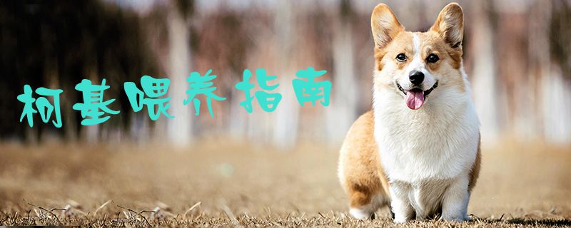 柯基喂养指南1