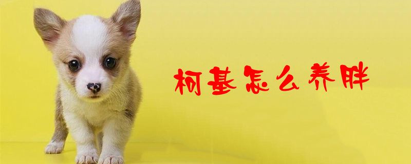 柯基怎么养胖1
