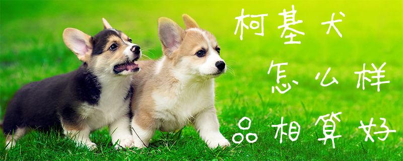 柯基犬怎么样品相算好1