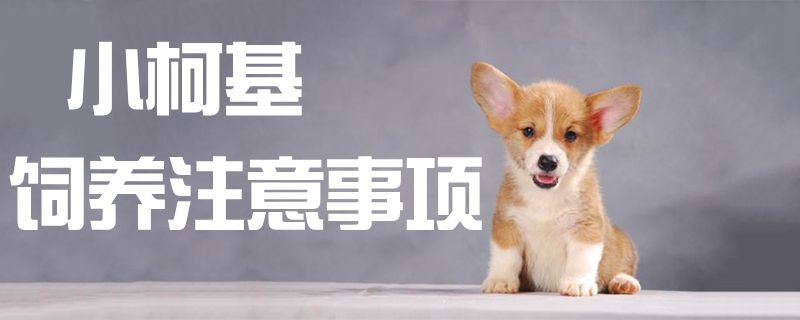 小柯基饲养注意事项1