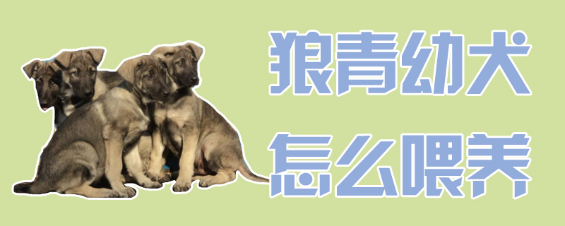狼青幼犬怎么喂养