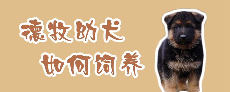 德牧幼犬如何饲养