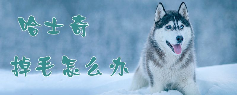 哈士奇掉毛怎么办1