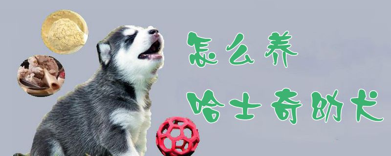 怎么养哈士奇幼犬1
