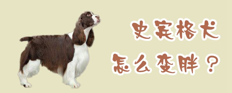 史宾格犬怎么变胖
