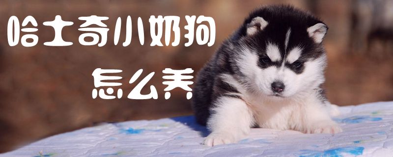 哈士奇小奶狗怎么养1