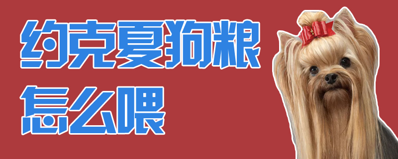 约克夏狗粮怎么喂
