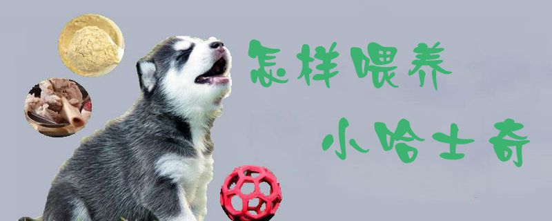 怎样喂养小哈士奇1