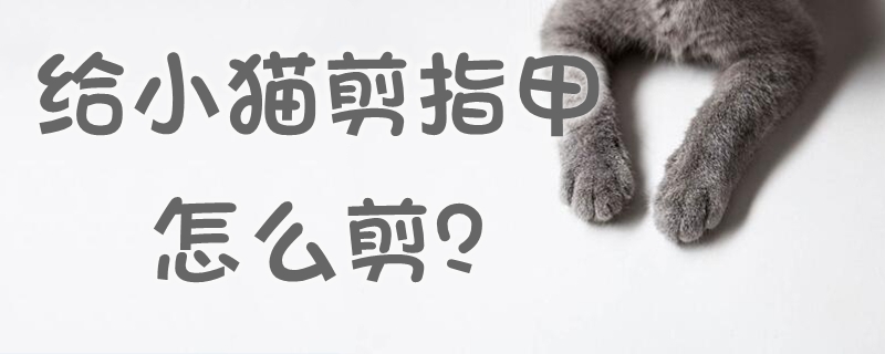 给小猫剪指甲怎么剪