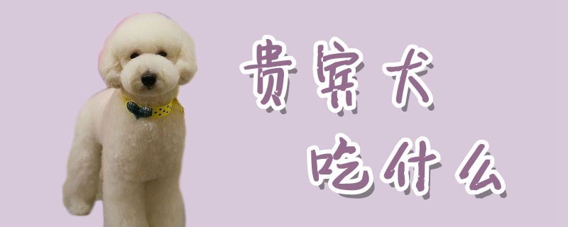 贵宾犬吃什么