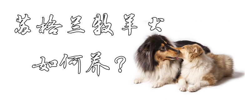 苏格兰牧羊犬如何养