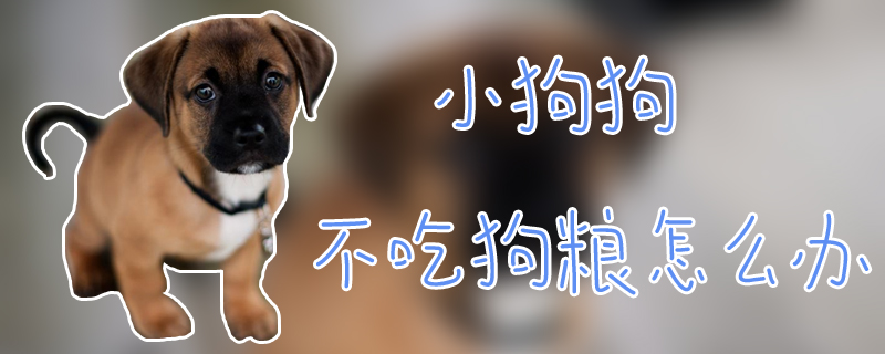 小狗狗不吃狗粮怎么办