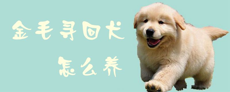 金毛寻回犬怎么养1