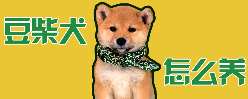 豆柴犬怎么养