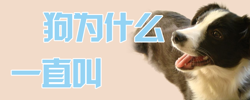 狗为什么一直叫