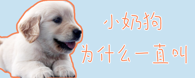 小奶狗为什么一直叫